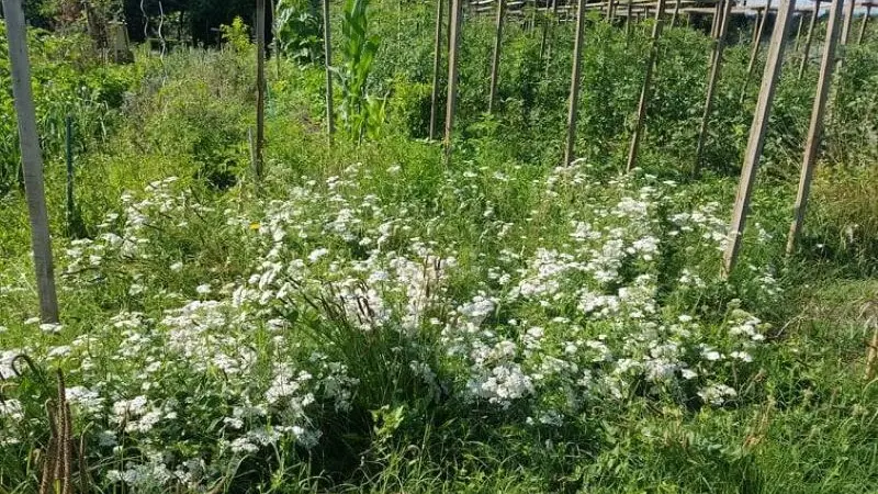 PCU_le jardin de Papy Paulo_Le Temple sur Lot_achillée millefeuille