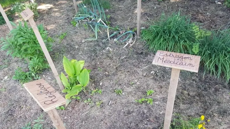 PCU_le jardin de Papy Paulo_Le Temple sur Lot_jardin aromatique