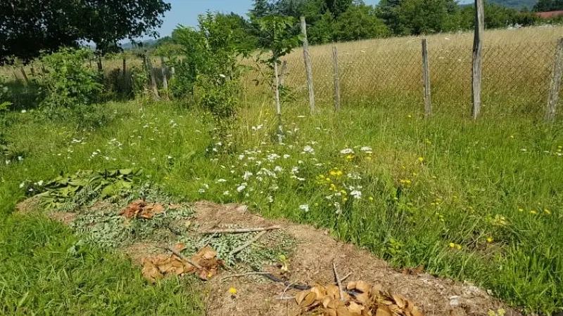 PCU_le jardin de Papy Paulo_Le Temple sur Lot_ligne de culture