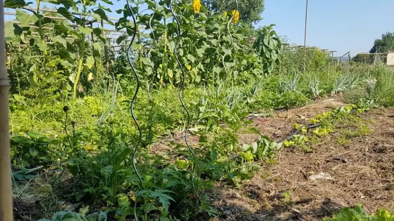 PCU_le jardin de Papy Paulo_Le Temple sur Lot_tournesols