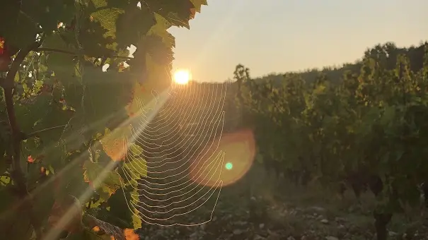 Thézac_Domaine de Lancement_2020_6