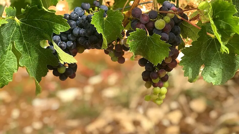 Thezac-Domaine-de-Lancement-2020-2