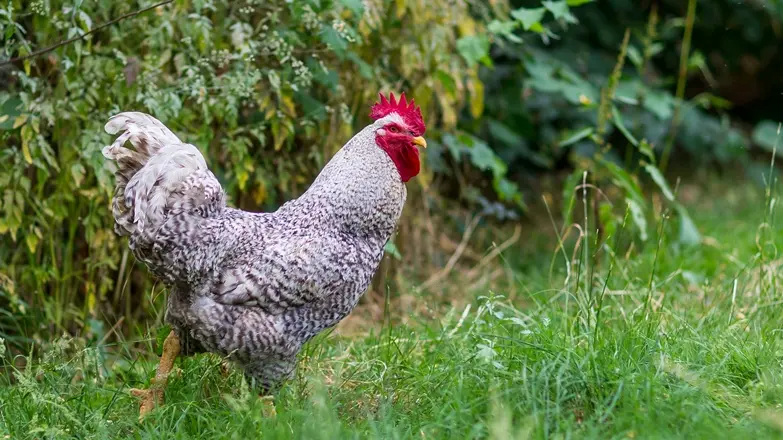 cclt_asc_chaudronmagique_superpoulet