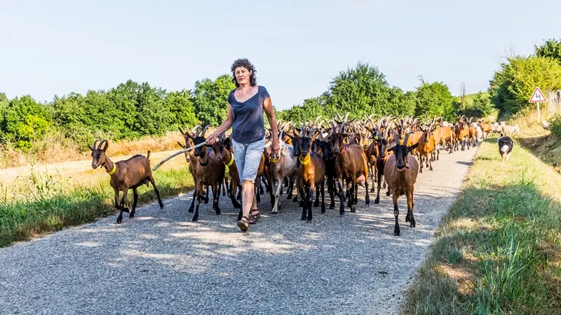 cclt_asc_chaudronmagique_troupeau