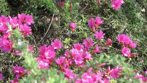 SAINTPIERREDECAUBEL_LGC090A_19 - le printemps.jpg