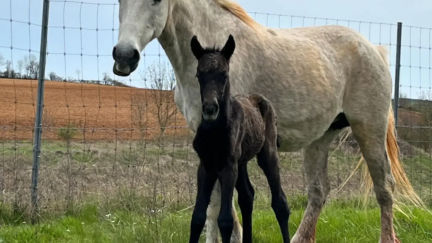 Ecurie des Grands Causses