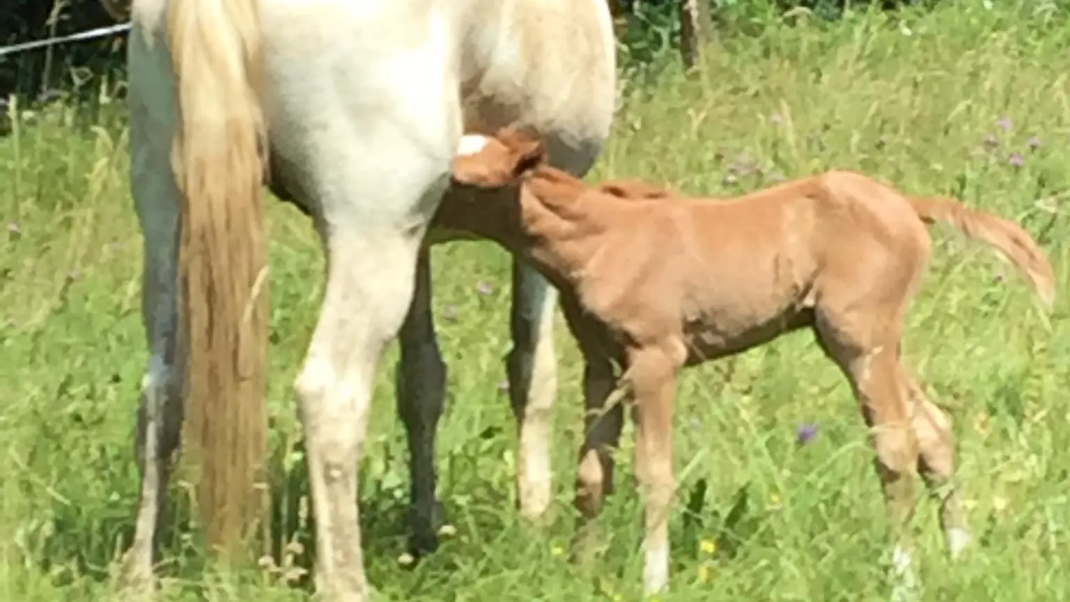 Club Hippique du Gévaudan