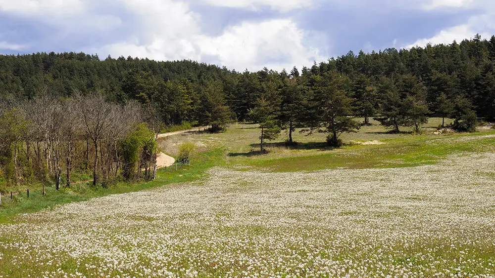 Champ au bord du sentier du Mazet_4