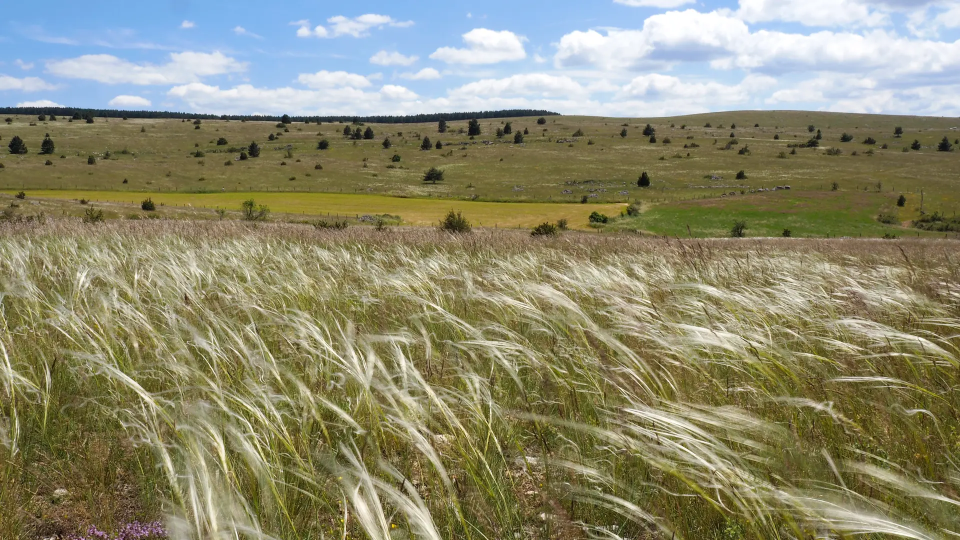 Causse de Sauveterre