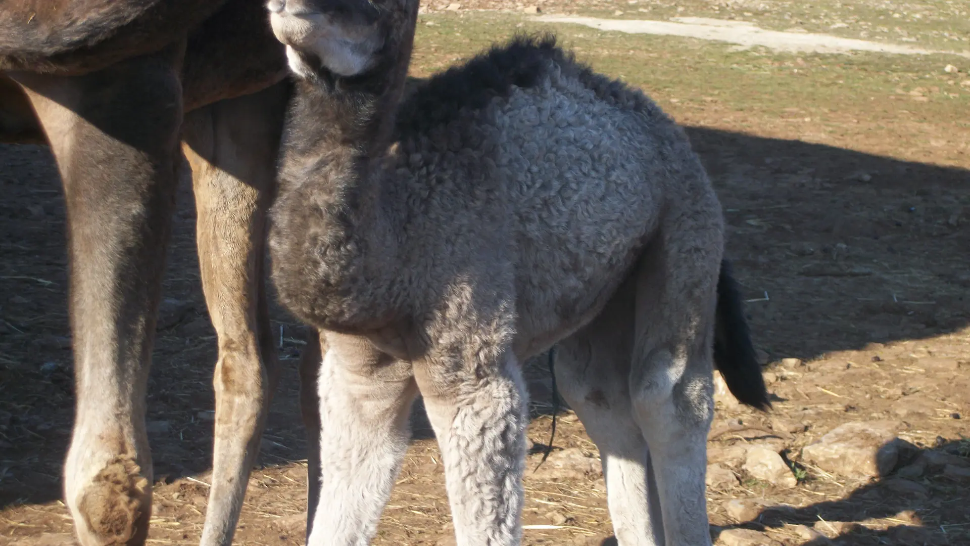Balade à dromadaire, Ferme de La Blaquière