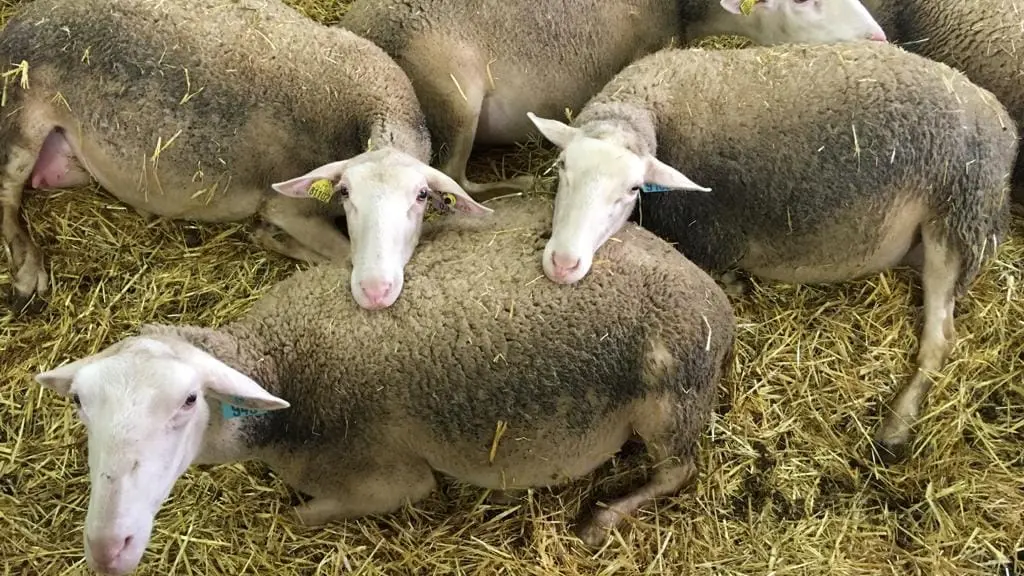 Glacier Armand et Marie Causse Méjean