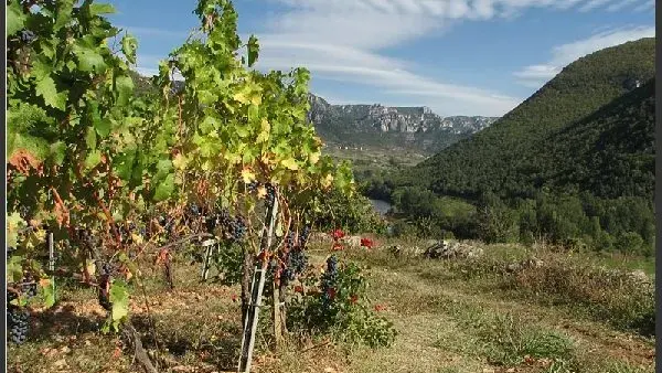 Domaine du Vieux Noyer