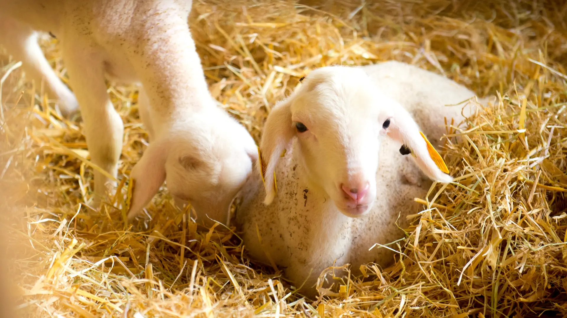 Les petits agneaux de la Ferme Seguin