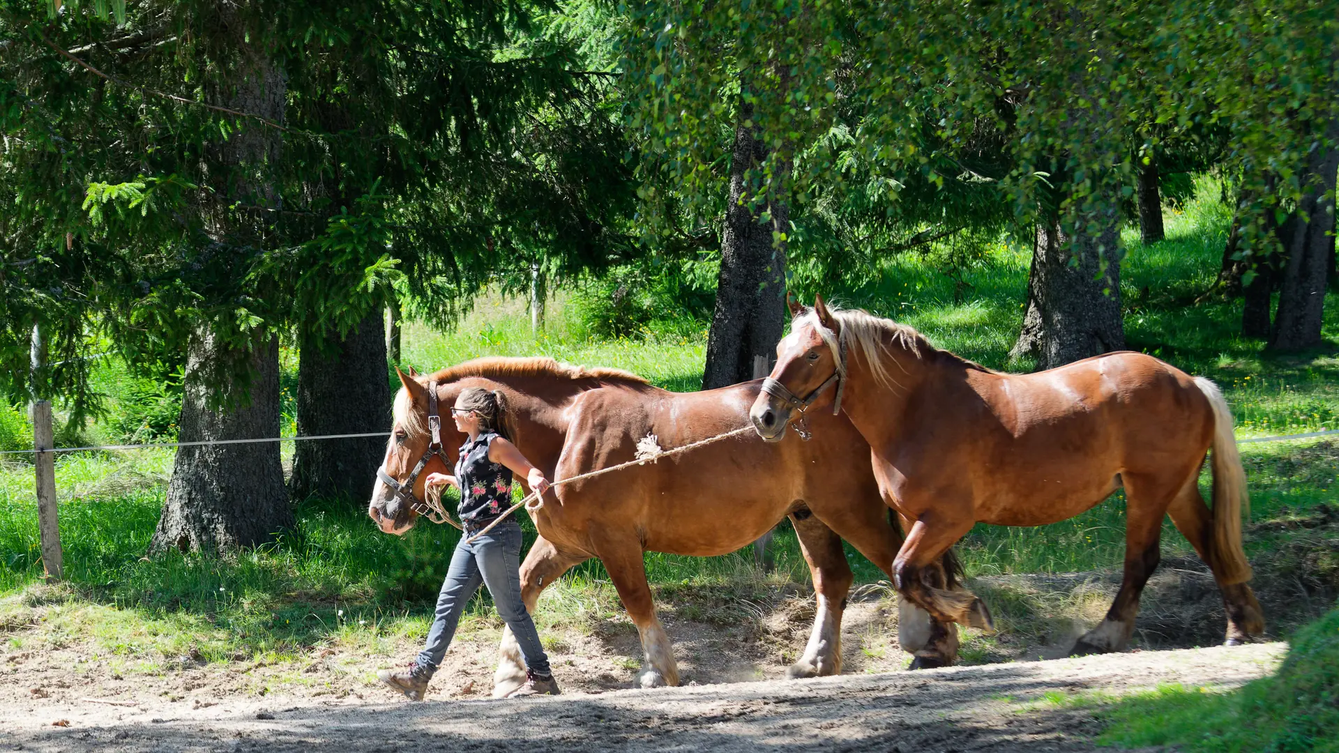 Réserve des bisons de margeride