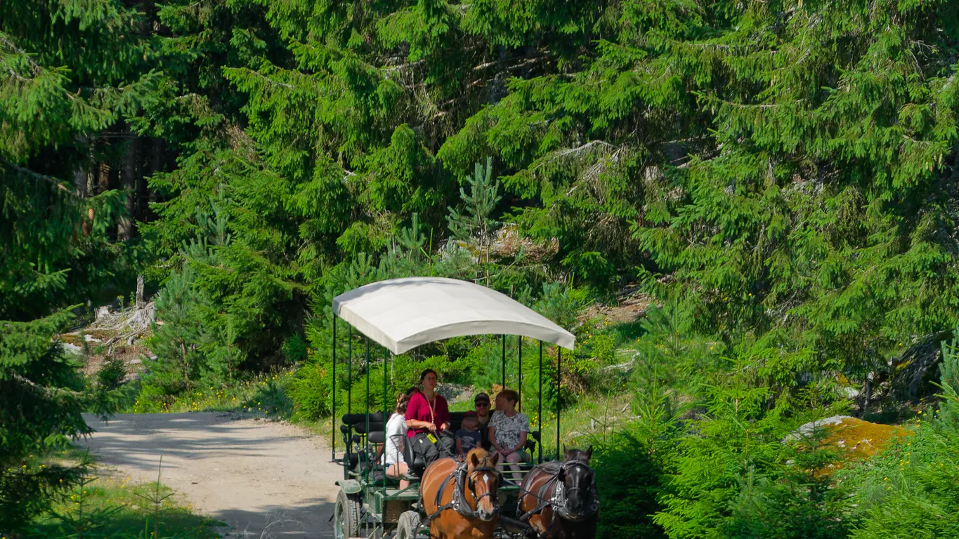 Réserve des bisons de margeride