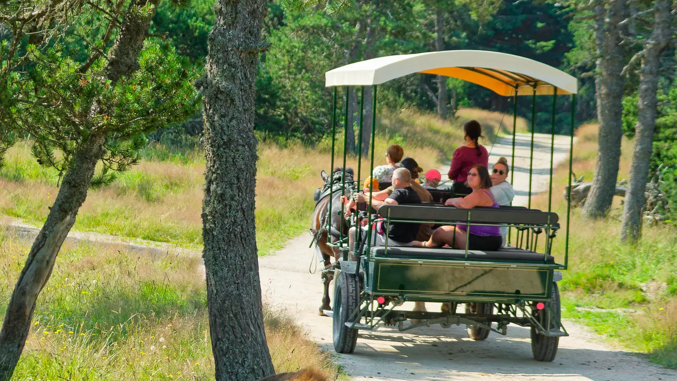 Réserve des bisons de margeride