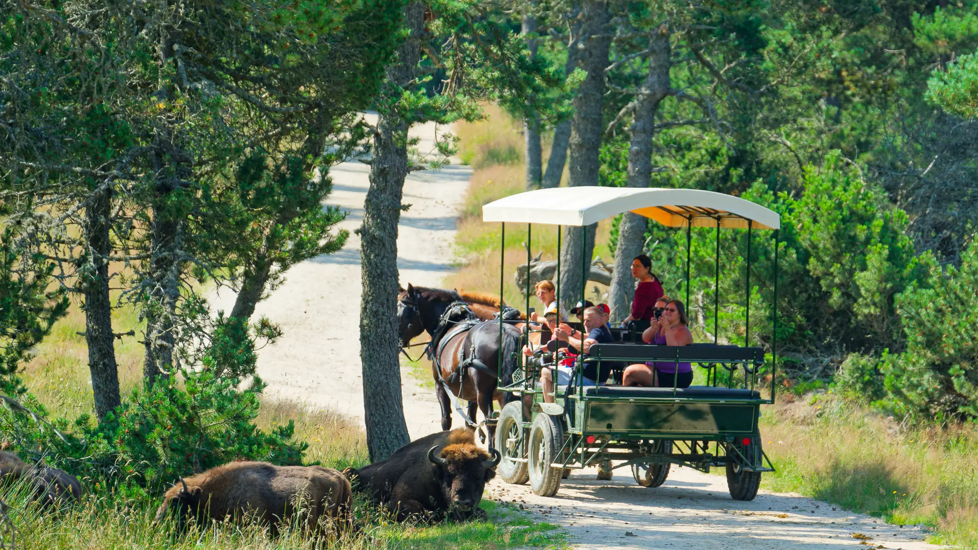 Réserve des bisons de margeride