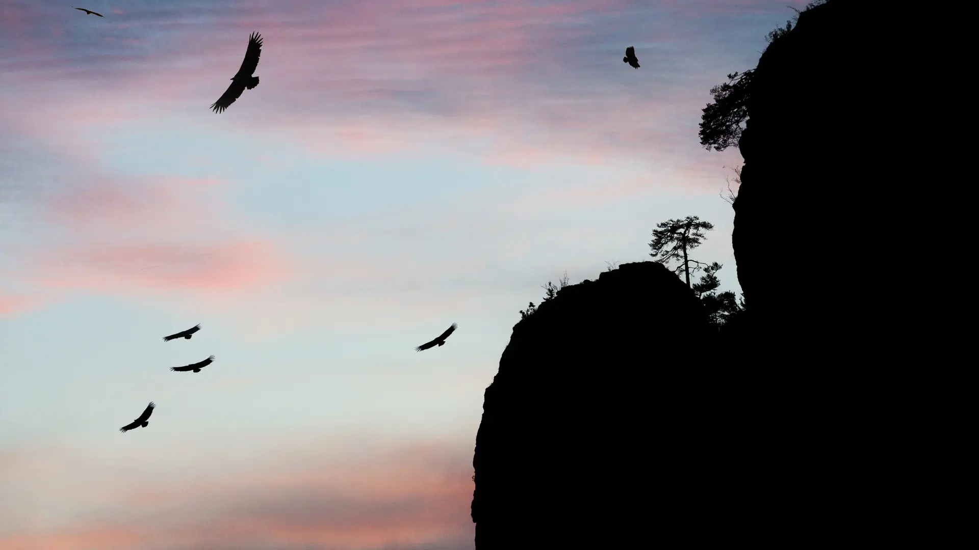 Vautour au coucher de soleil_2