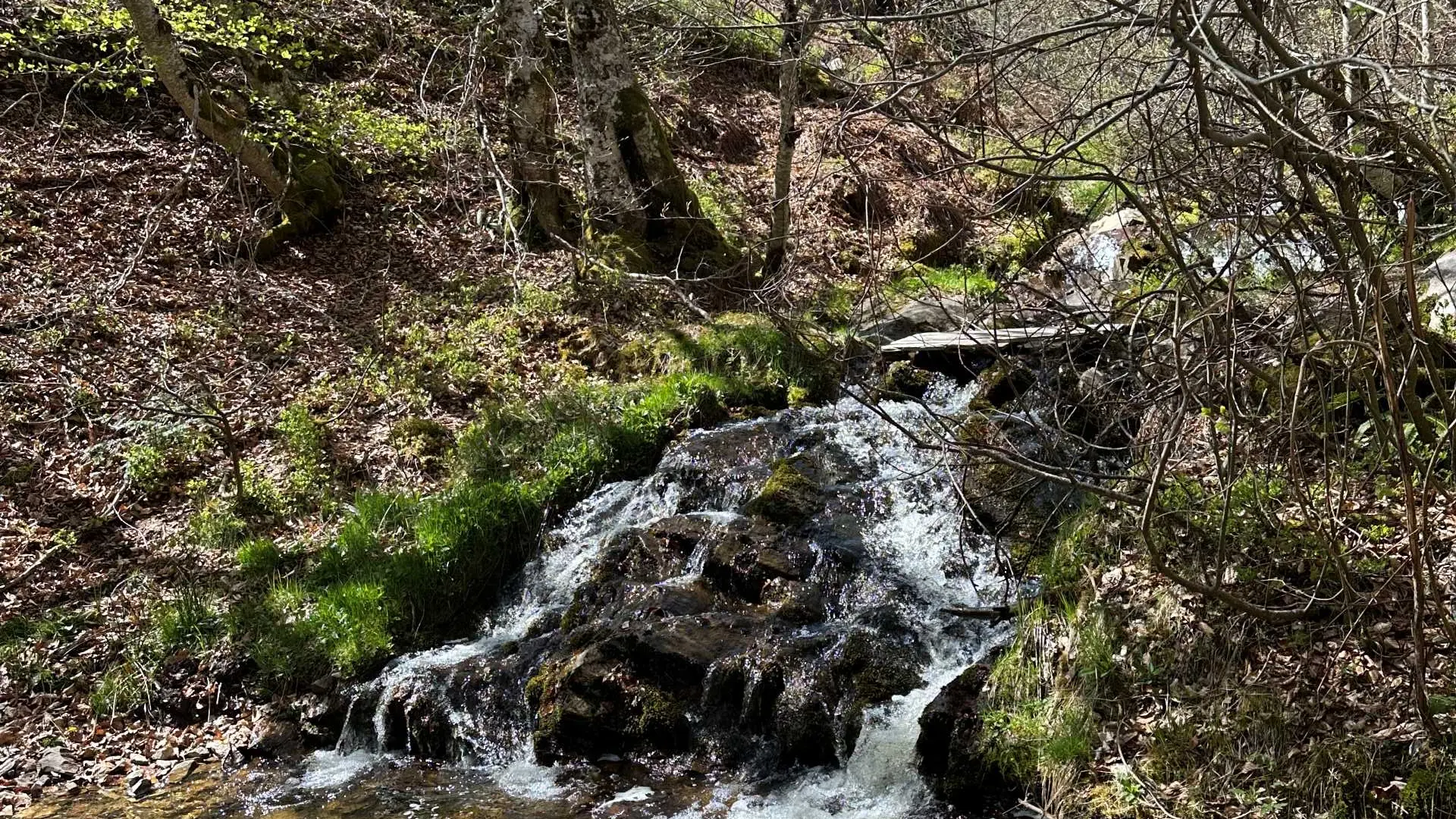 Boralde du Taillat._2