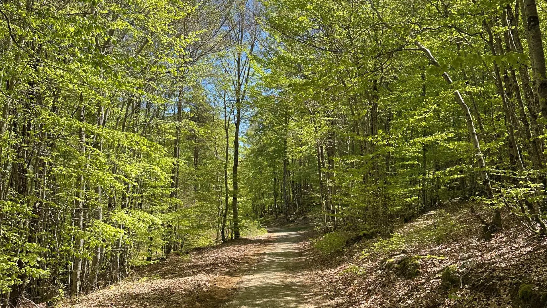 Bois de hêtres au dessus de Pierrefiche._4