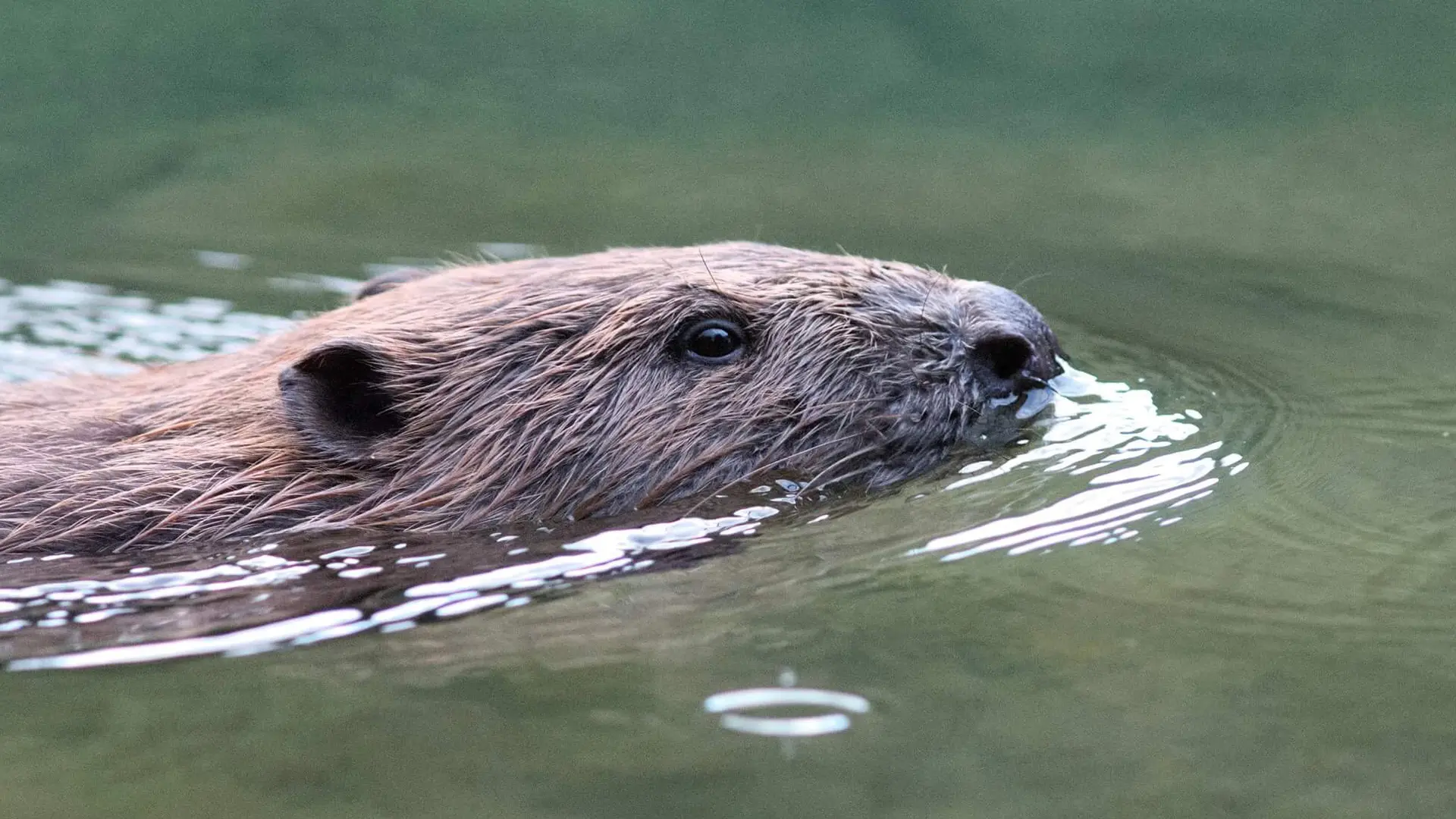 Loutre dans Tarn_4