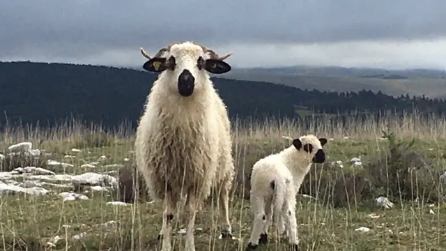 thône Le Vigos Ispagnac