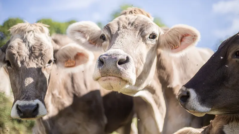 vache-brune-saveur-lozere-4