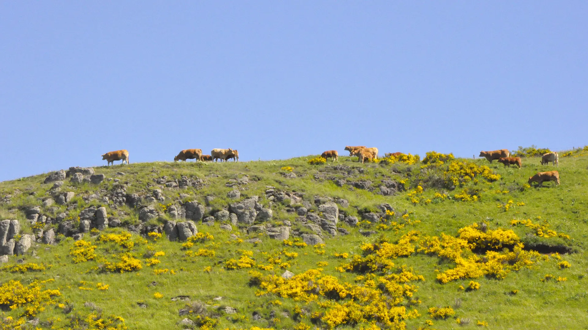 Les contreforts de l'Aubrac