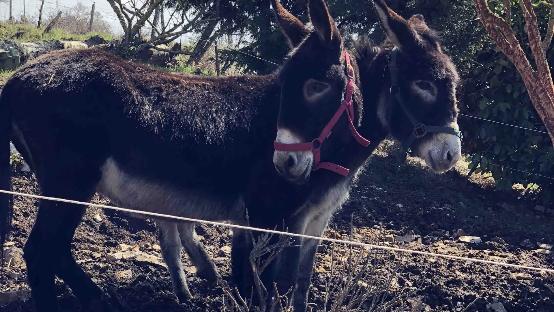 Firmin et Augusta Les Ânes du Vigos