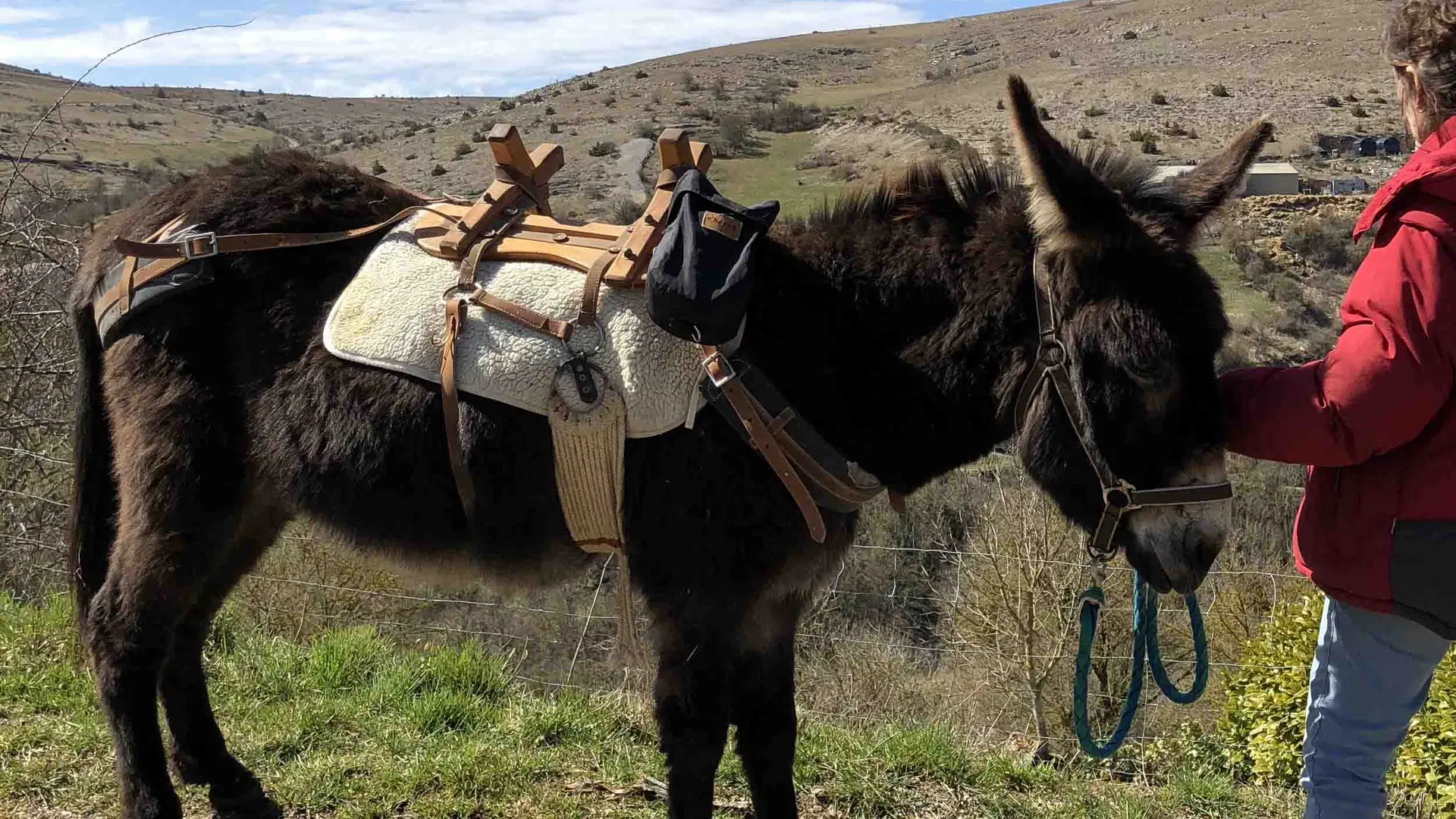 Seraphine Les Ânes du Vigos