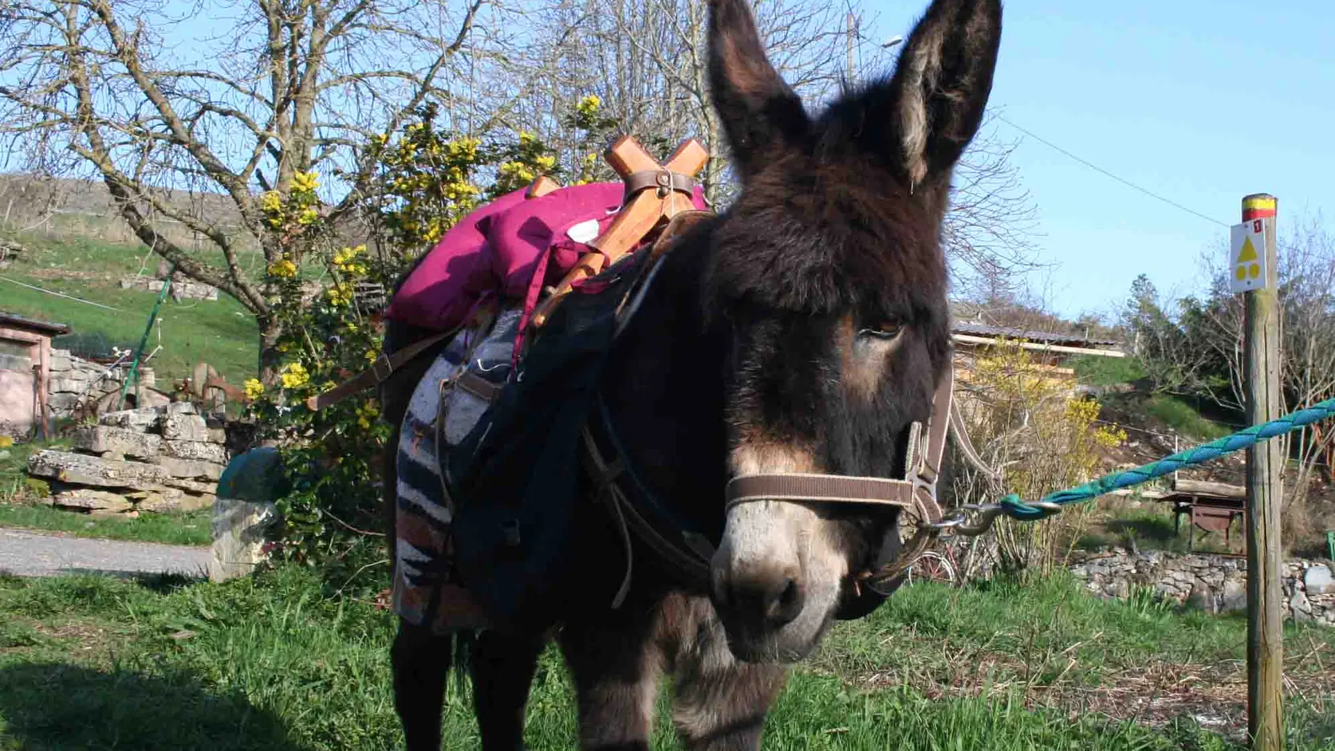 Firmin Les Ânes du vigos