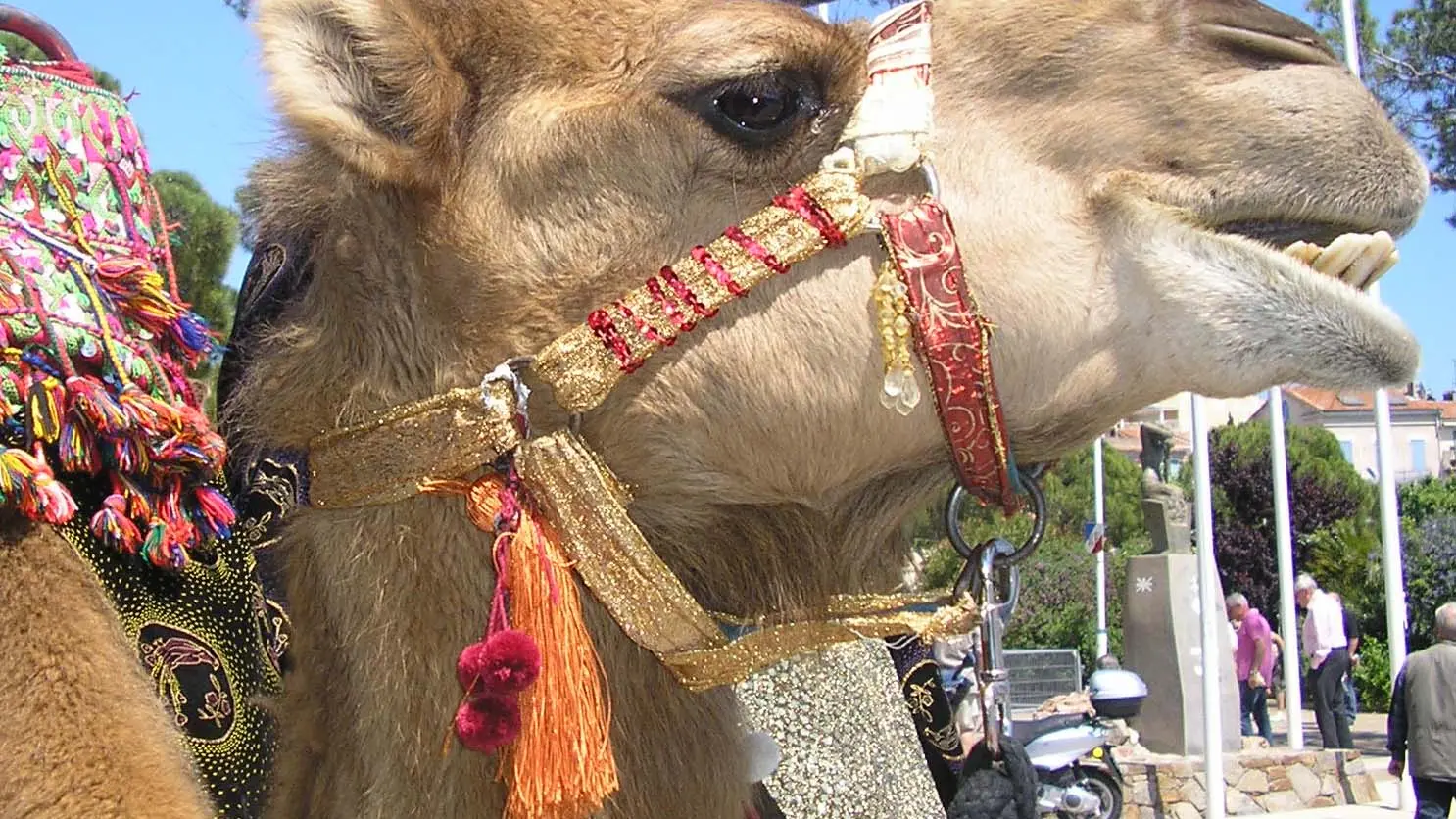 Balade à dromadaire, Ferme de La Blaquière