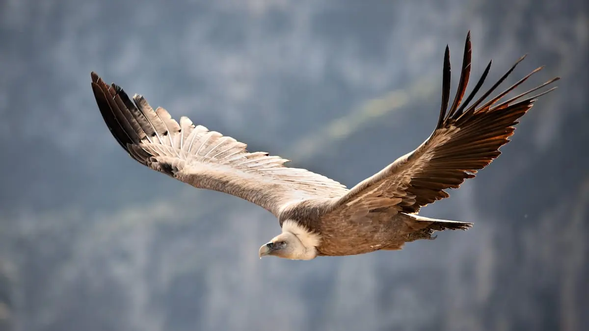 Vautour Fauve du Parc du Verdon, Alpes de Haute-Provence, France