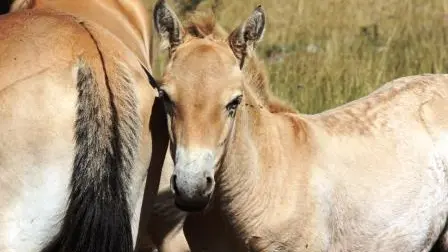 Poulain de Przewalski près de sa mère