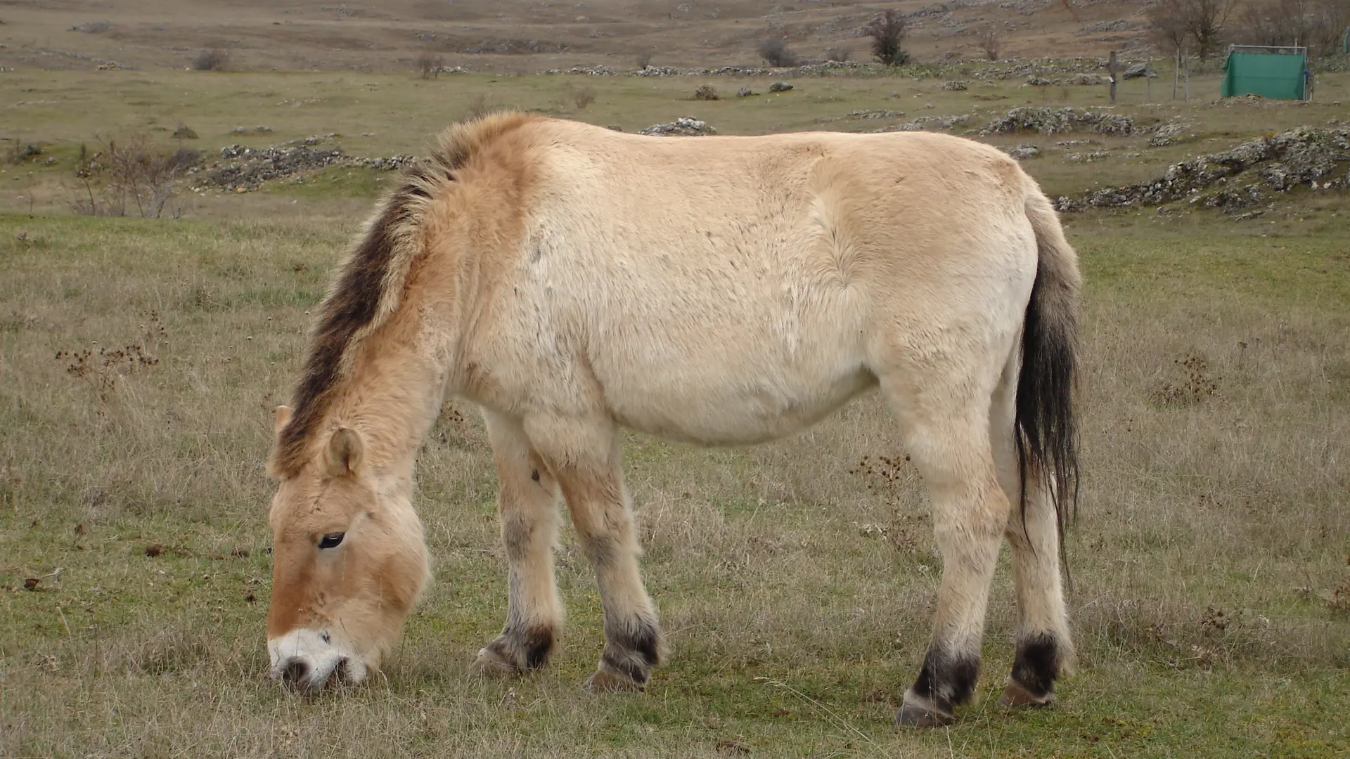 Cheval de Przewalski avec son poil d'hiver