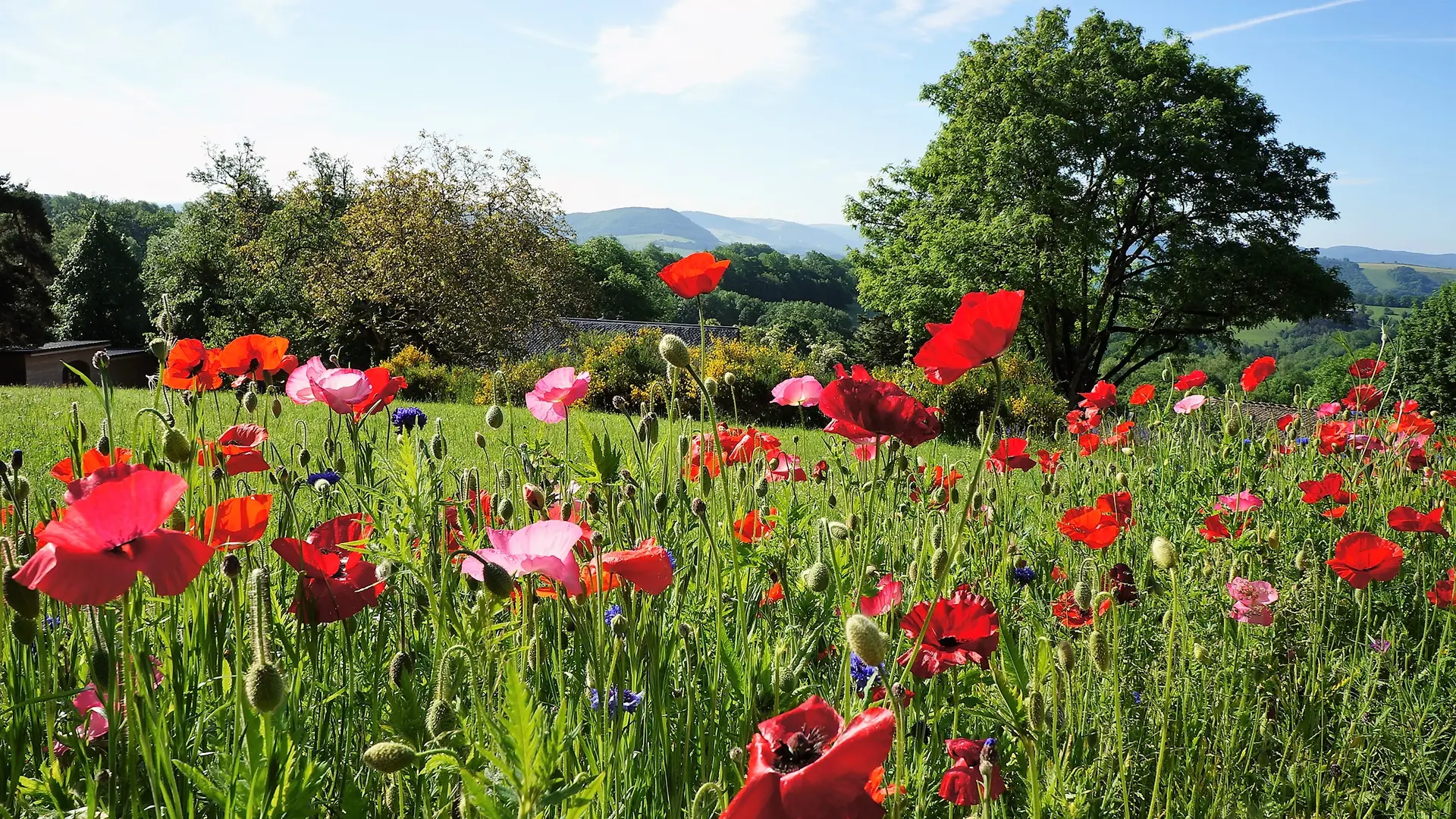 l’arrivée au domaine