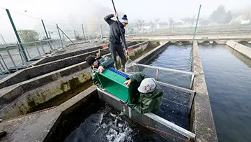 Ferme Aquacole de la Source de Saint-Frézal