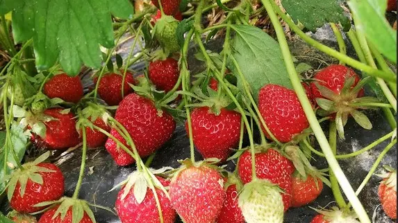 Fraises 2
