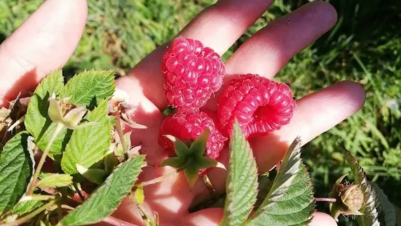 Framboises