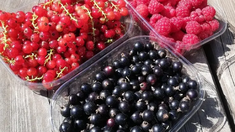 Fruits rouges