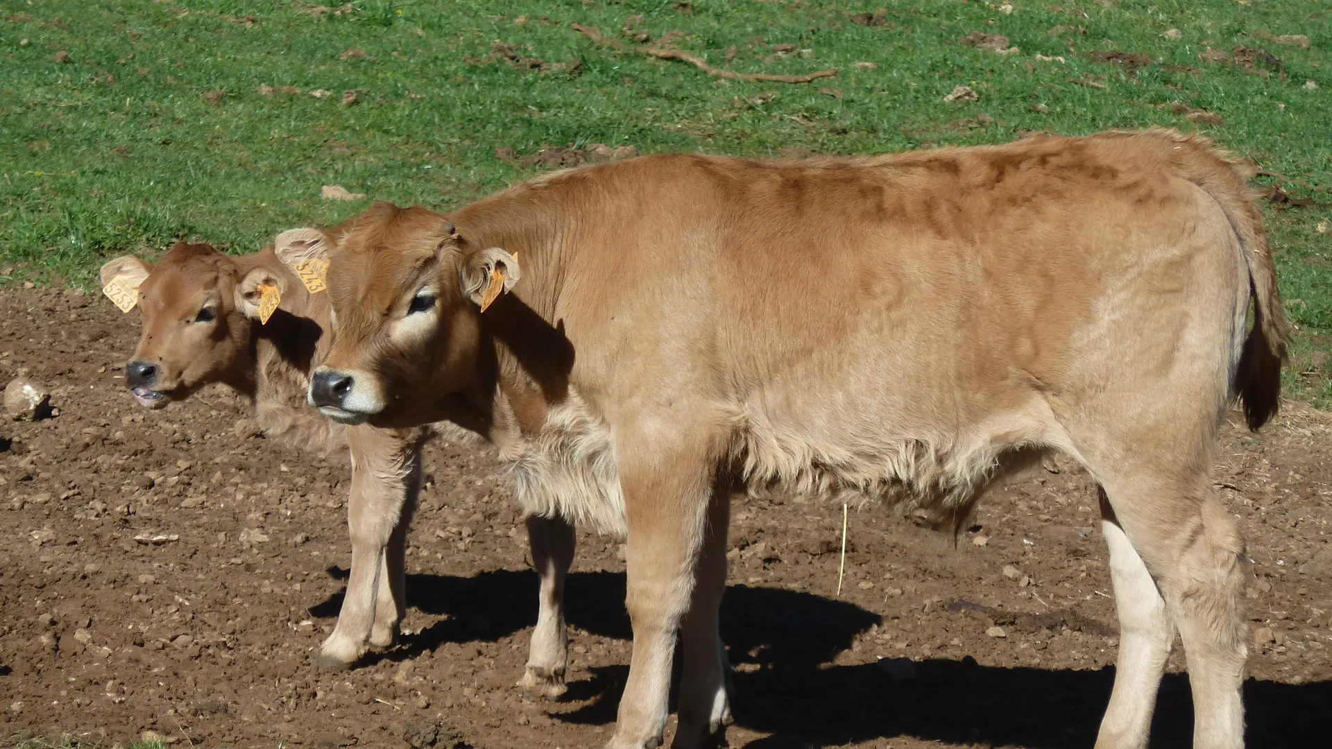 les veaux de la ferme