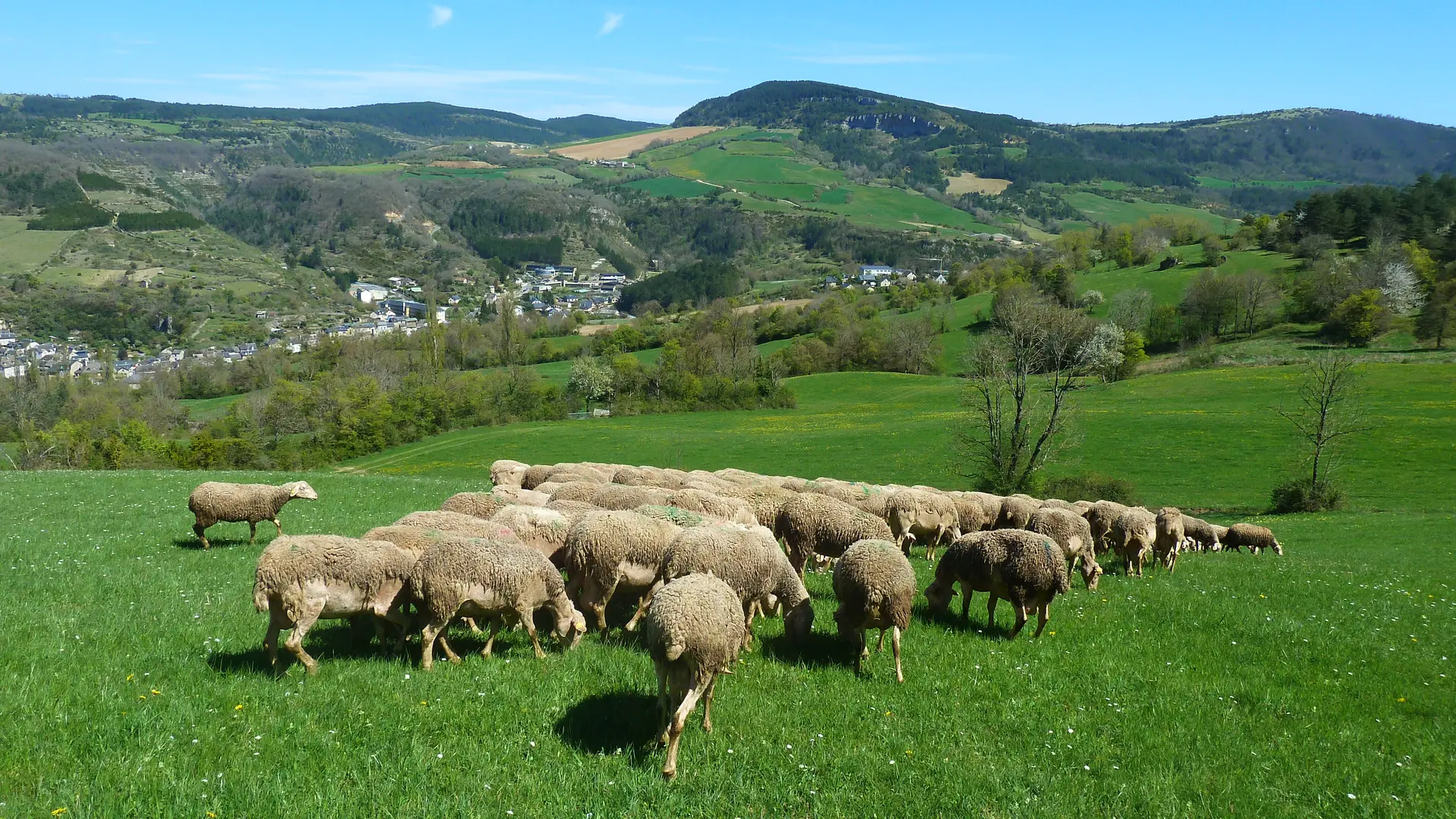 les brebis de la ferme