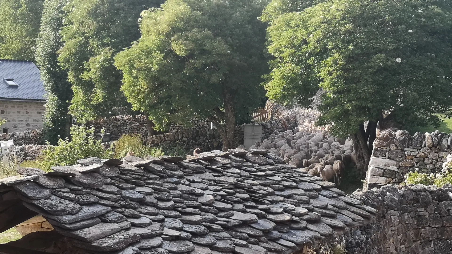 IMG_20200628_190920[1]