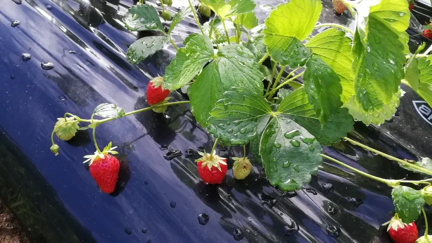 Fraise dans les champs