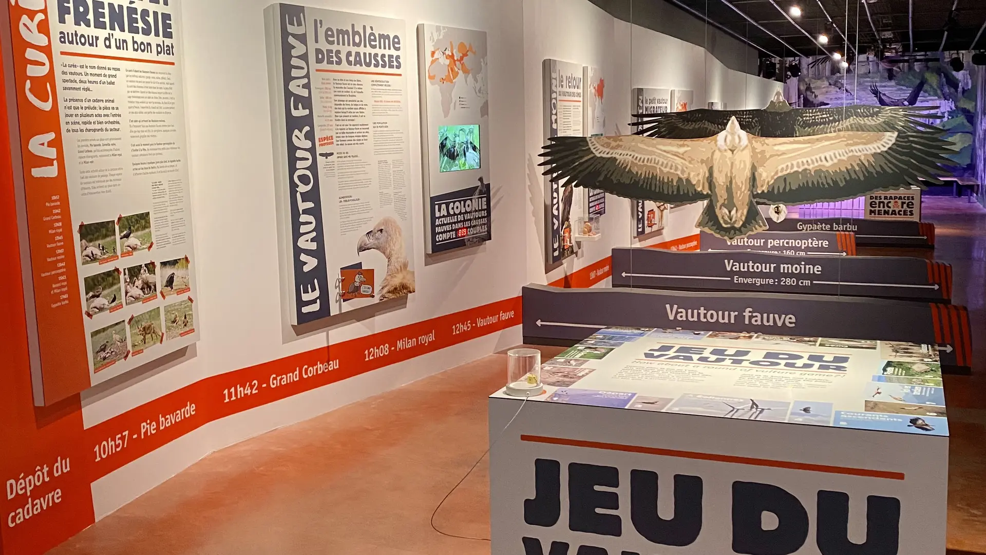 Musée - Jeu du vautour