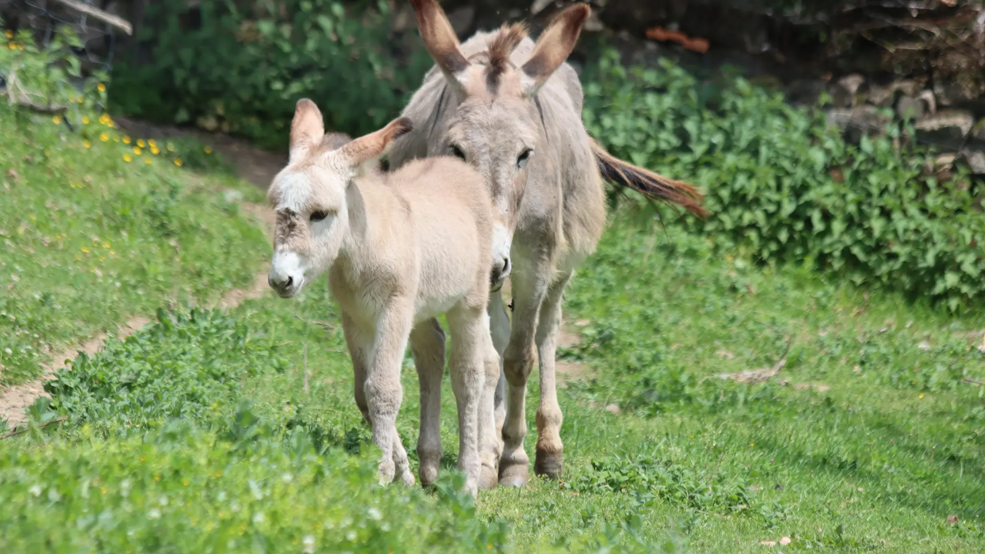 Anette et son petit Mystic