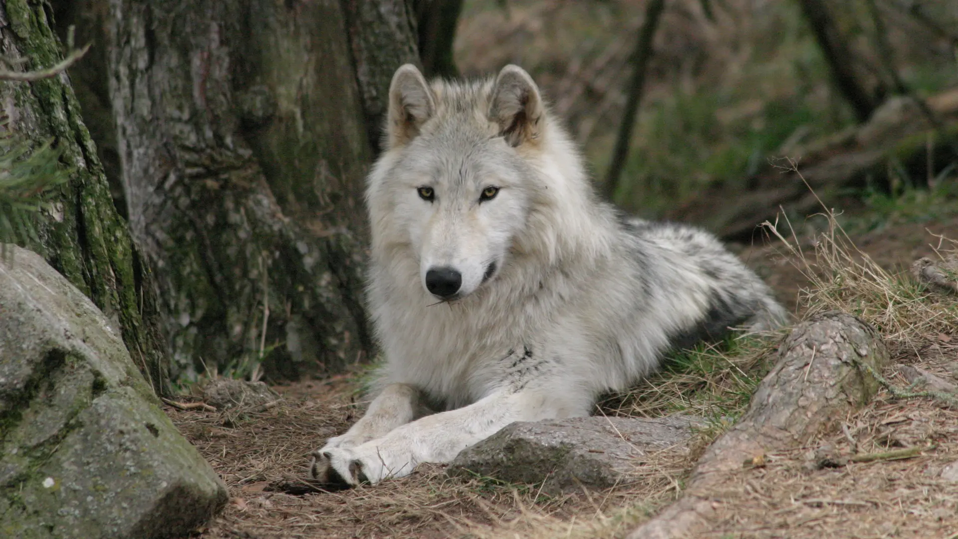Loups du Gévaudan