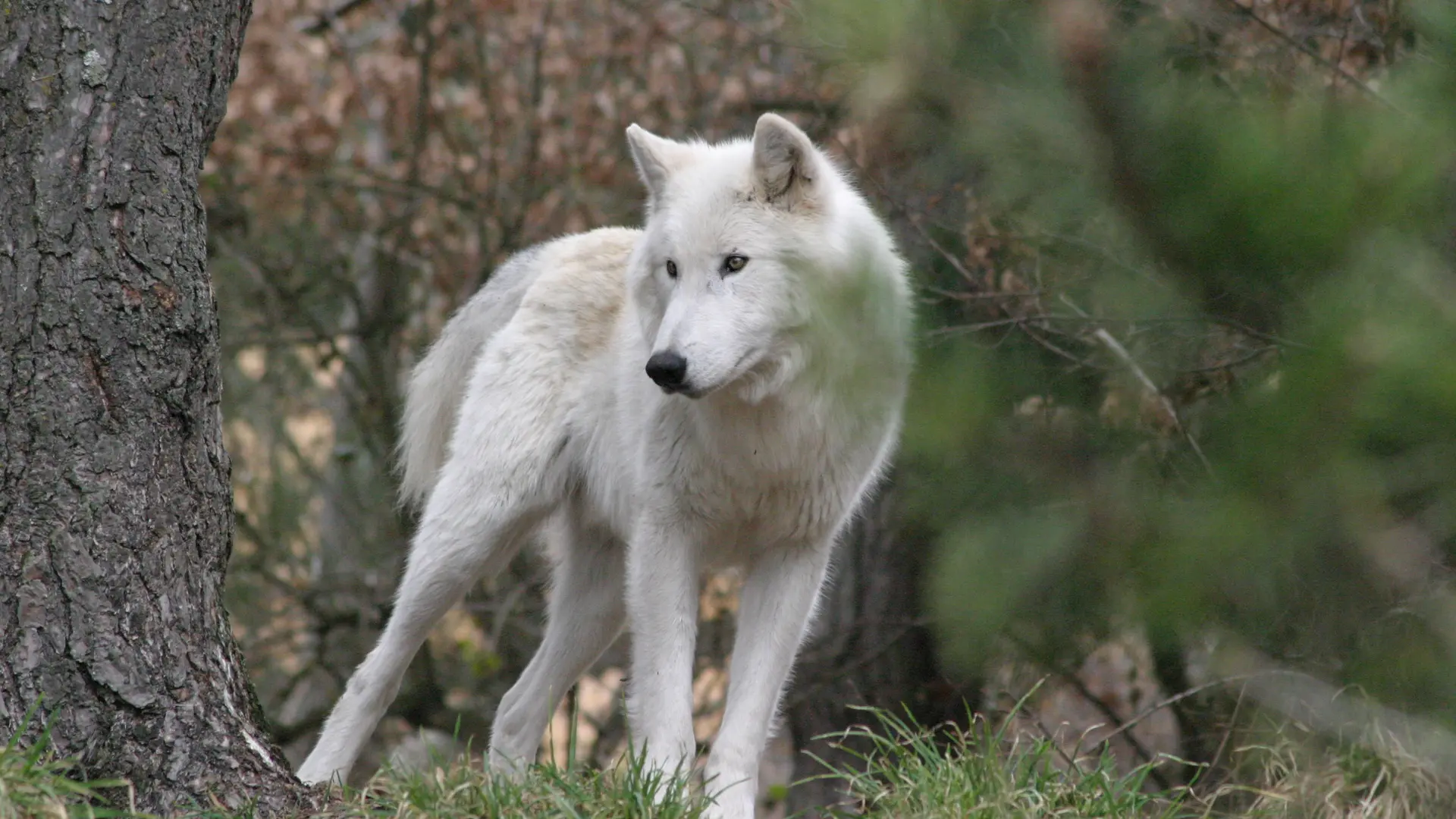 Loups du Gévaudan