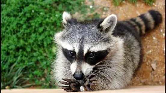 Zooparc, le Jardin des Bêtes