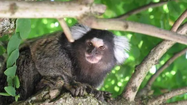 Zooparc, le Jardin des Bêtes